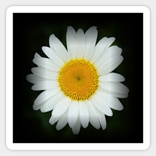 Happy Daisy Flower - White and Yellow Flower on Black Sticker